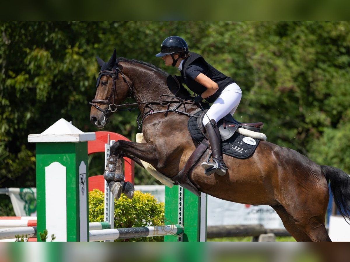 Caballo de deporte alemán Yegua 8 años 168 cm Castaño oscuro in Prutting