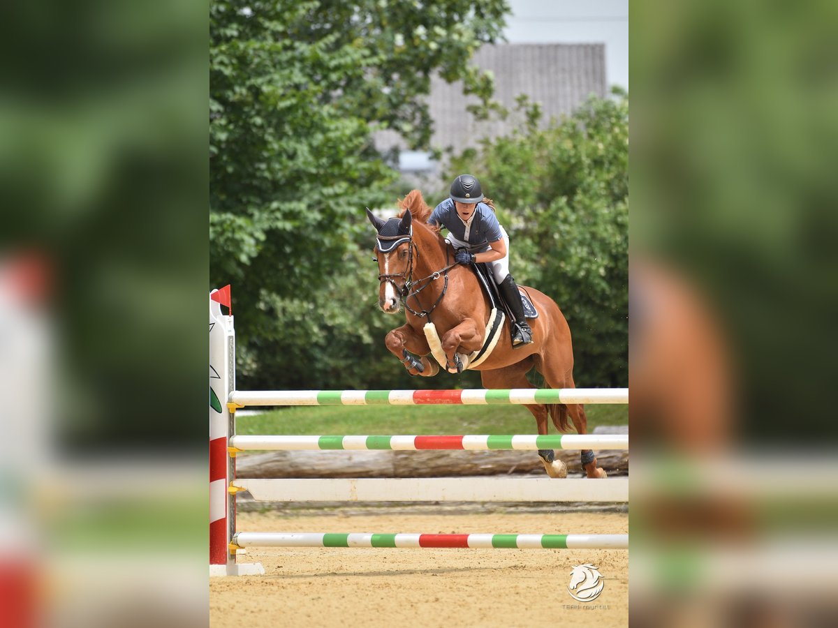 Caballo de deporte alemán Yegua 8 años 169 cm Alazán in Stegersbach