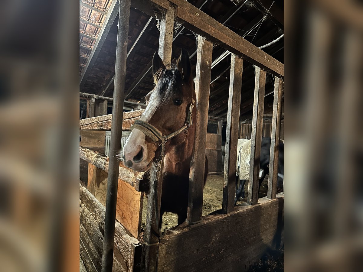 Caballo de deporte alemán Yegua 8 años 170 cm Castaño in Renningen