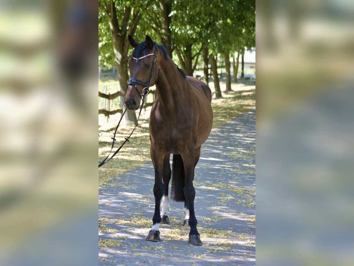 Caballo de deporte alemán Yegua 8 años 170 cm Castaño oscuro in Bautzen