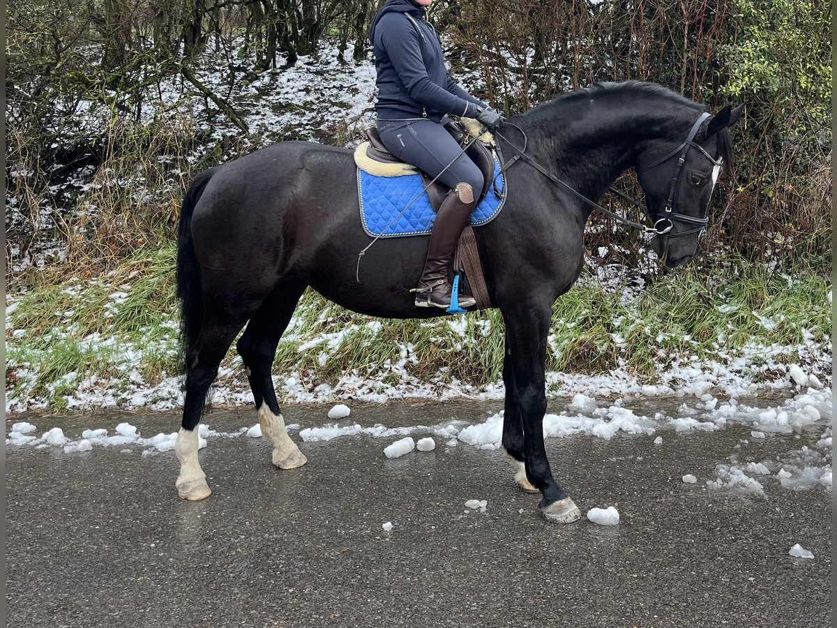 Caballo de deporte alemán Yegua 8 años 170 cm Negro in Pfaffenhofen Weiler