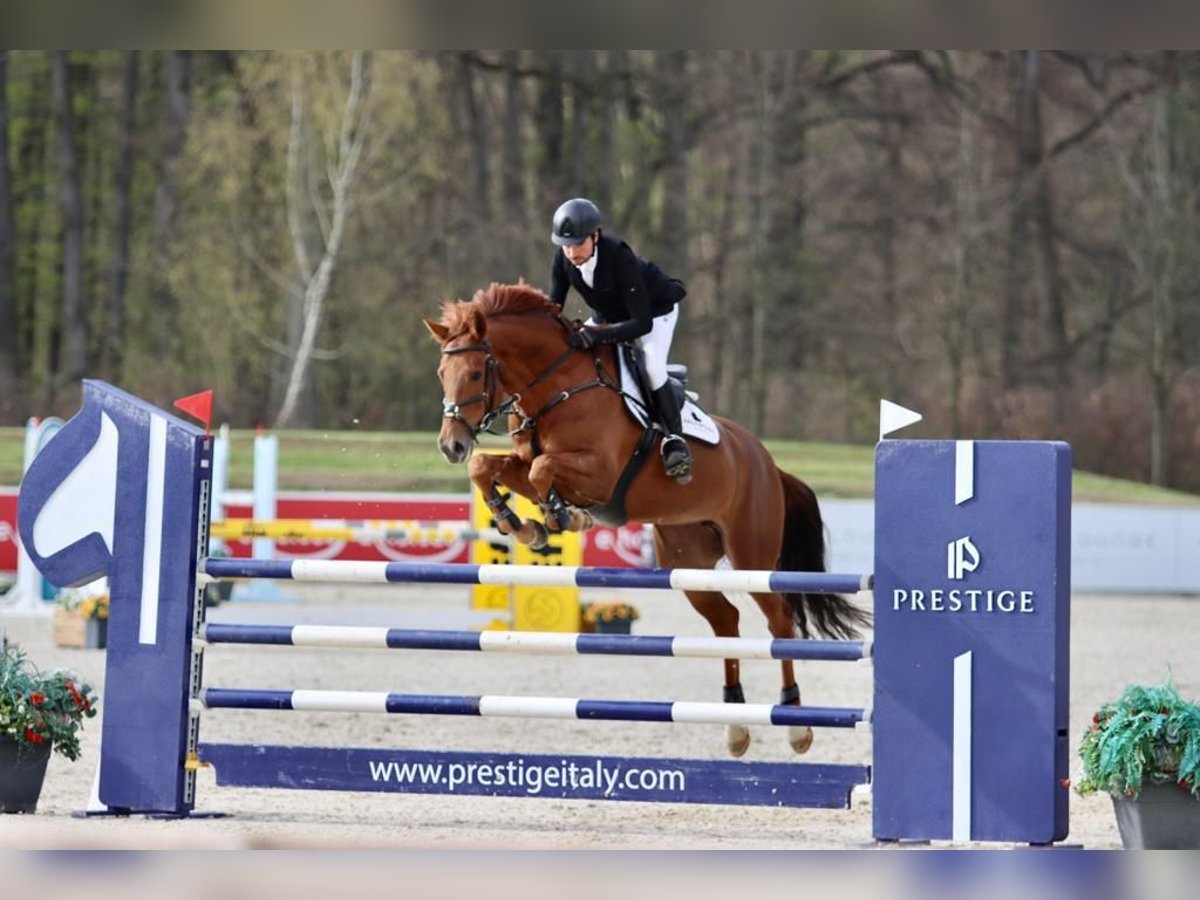 Caballo de deporte alemán Yegua 8 años 172 cm Alazán in Legden