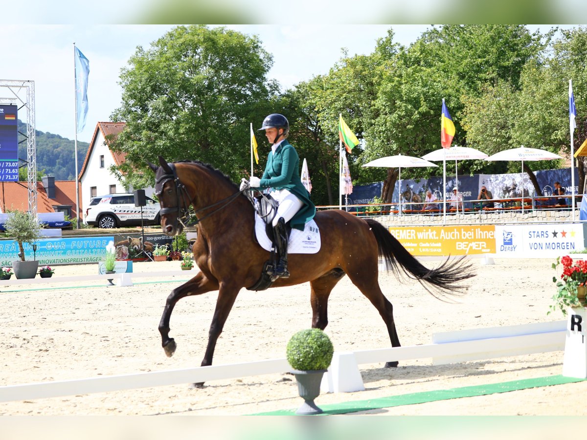 Caballo de deporte alemán Yegua 8 años 174 cm Castaño oscuro in Görlitz