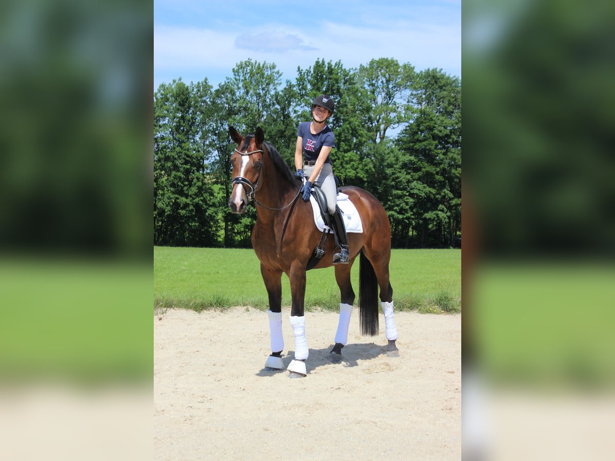 Caballo de deporte alemán Yegua 8 años 178 cm Castaño in Wendling