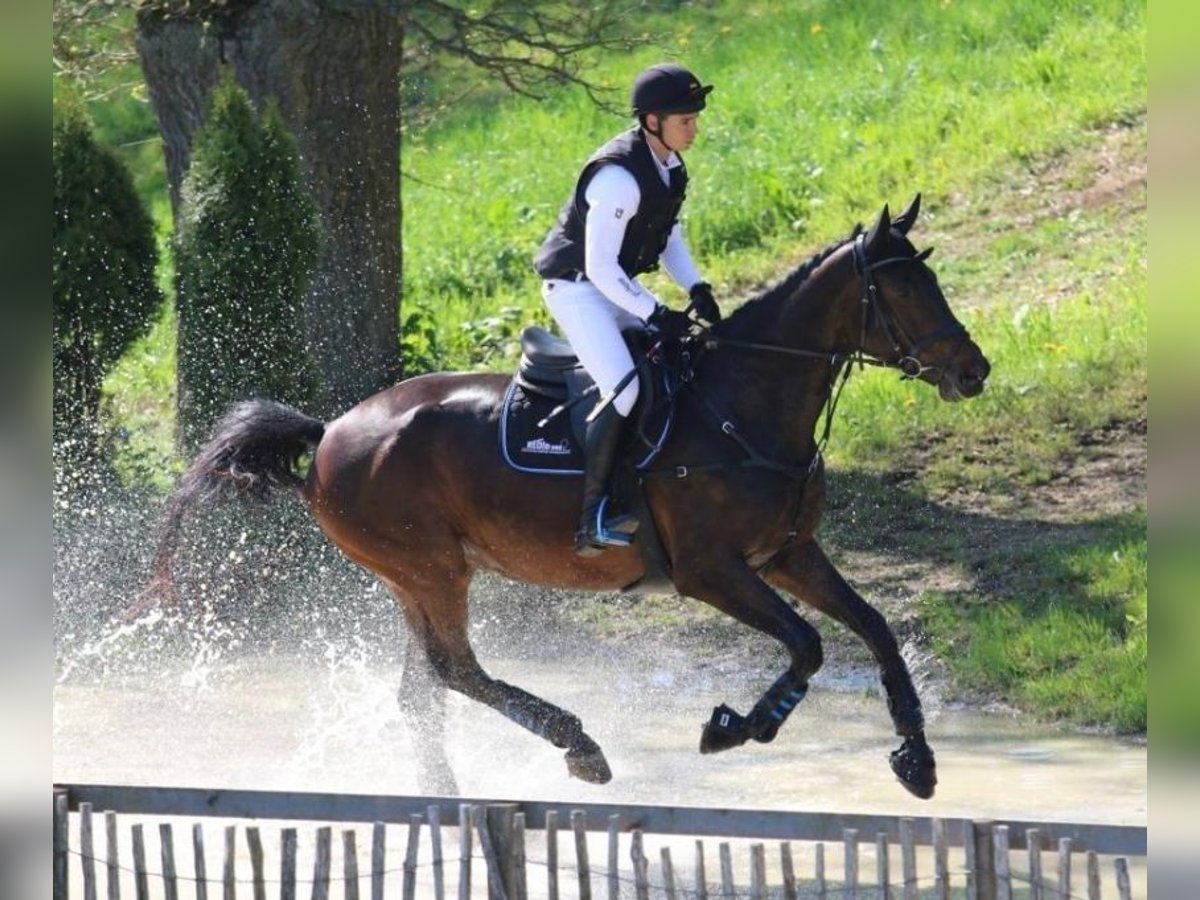 Caballo de deporte alemán Yegua 8 años 180 cm Castaño in Korntal-Münchingen