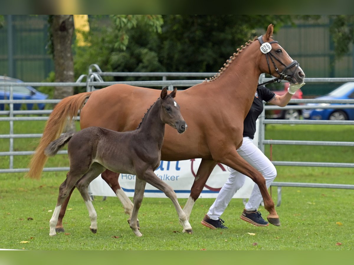 Caballo de deporte alemán Yegua 9 años 165 cm Alazán in Dettingen an der Iller