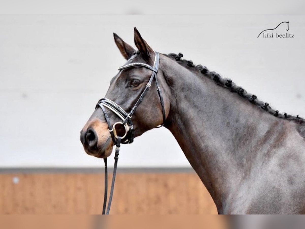 Caballo de deporte alemán Yegua 9 años 165 cm Castaño oscuro in Rotstock