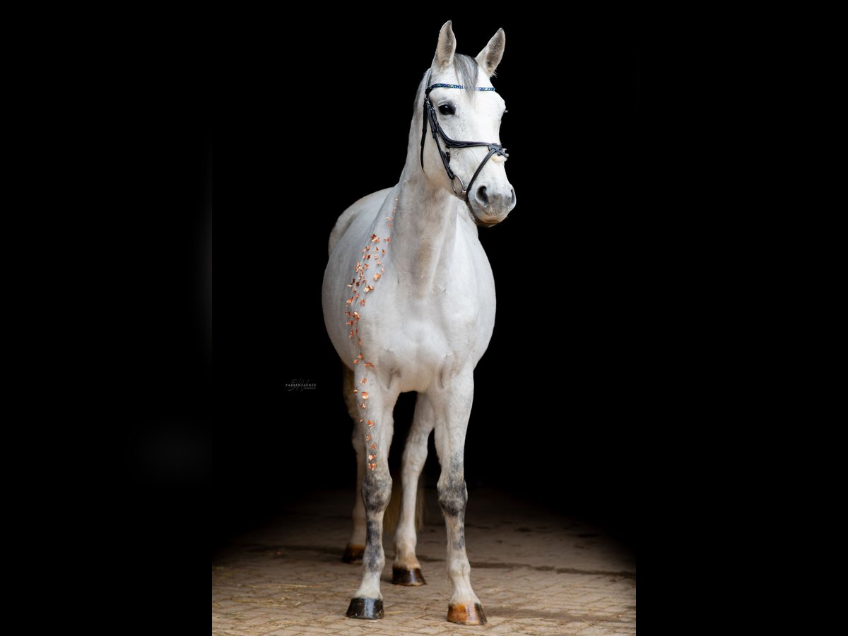 Caballo de deporte alemán Yegua 9 años 165 cm Tordo picazo in Trier