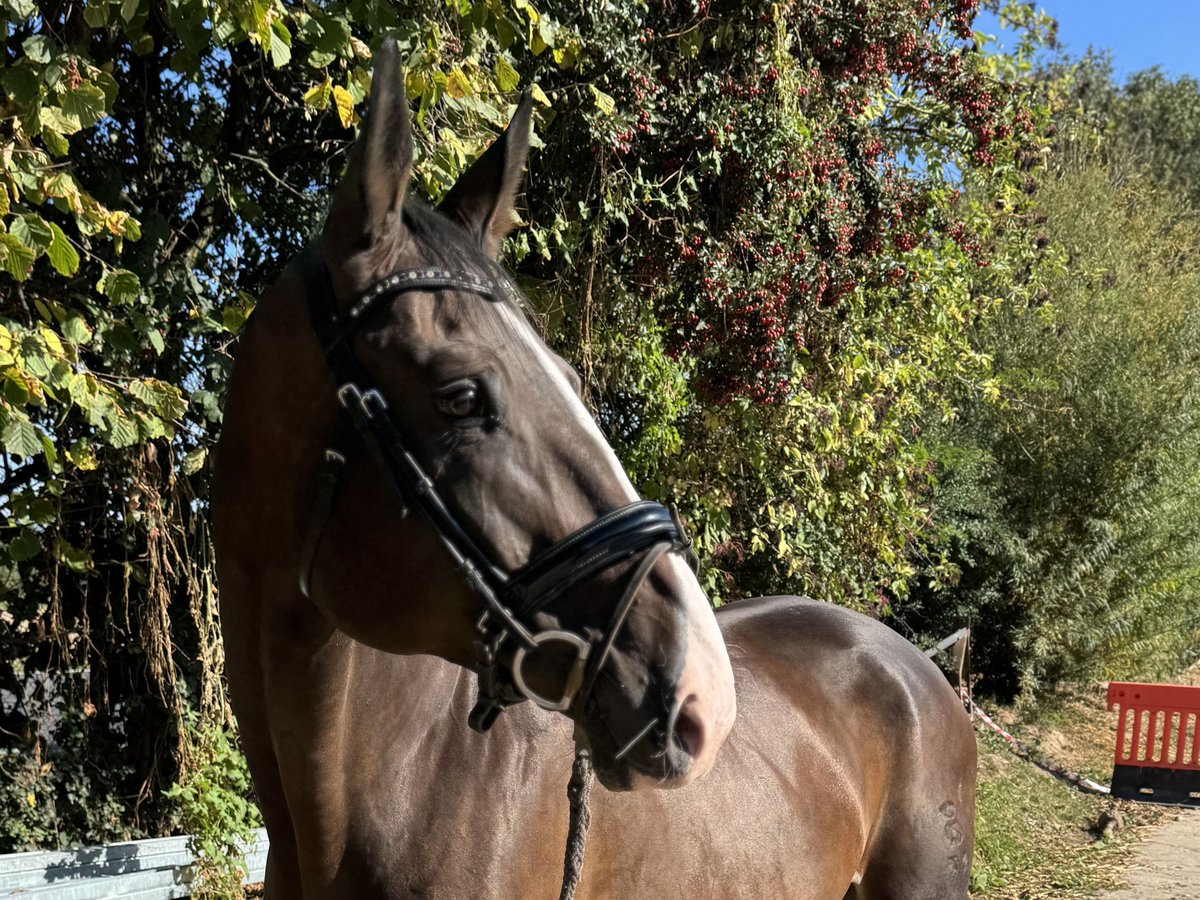 Caballo de deporte alemán Yegua 9 años 167 cm Castaño oscuro in Grevenbroich
