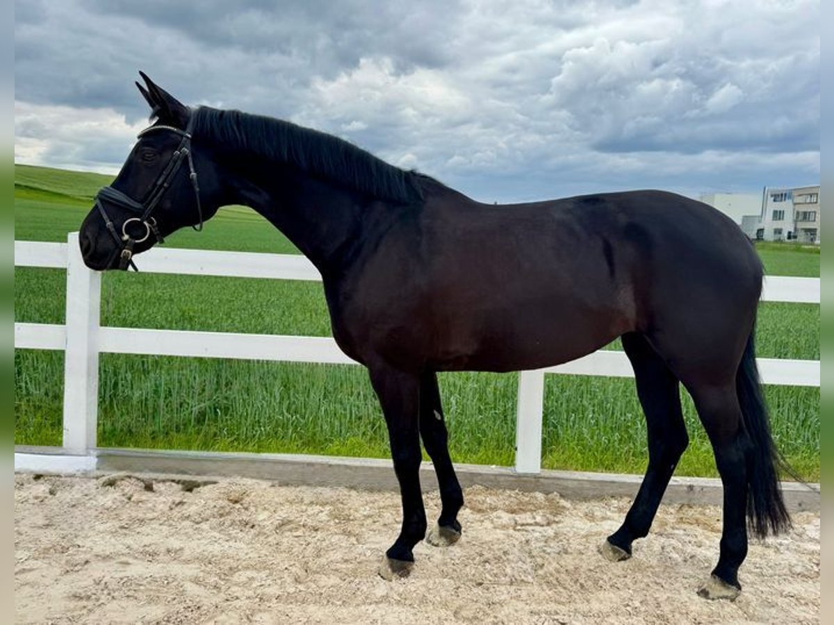Caballo de deporte alemán Yegua 9 años 167 cm Negro in Allershausen