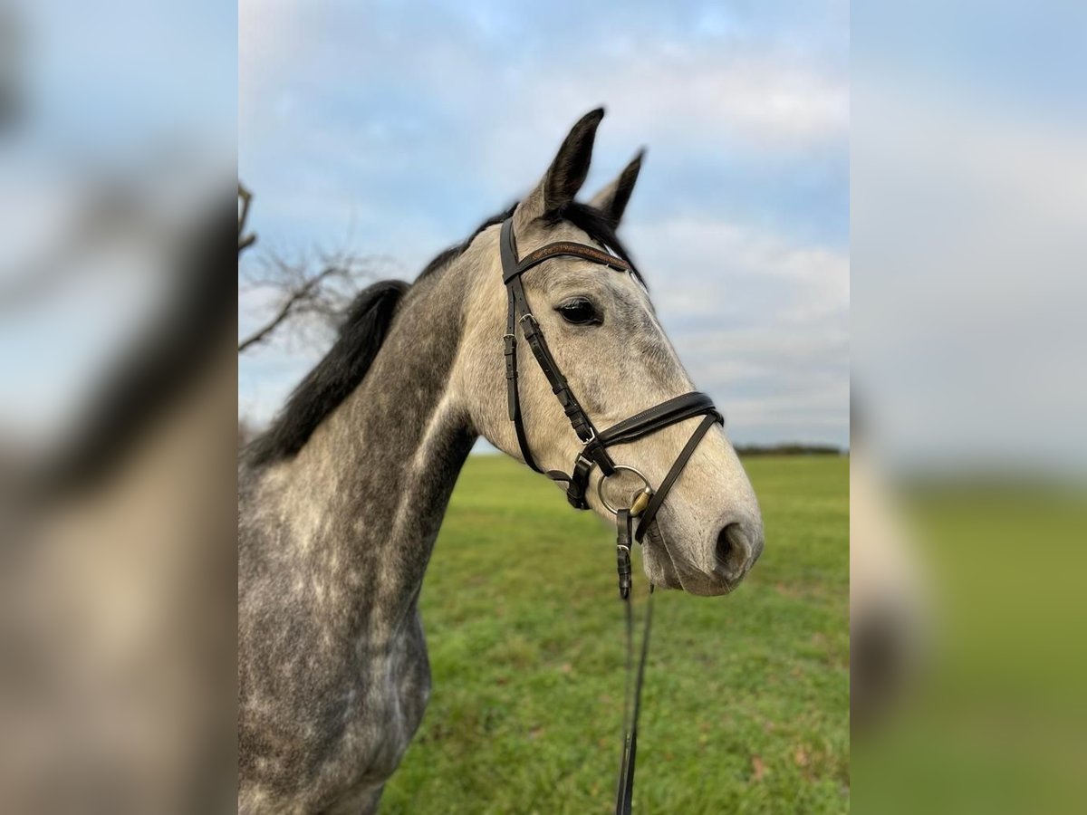 Caballo de deporte alemán Yegua 9 años 168 cm Tordo in Bad Liebenwerda