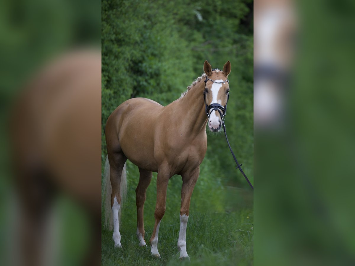 Caballo de deporte alemán Yegua 9 años 170 cm Palomino in Bruchsal