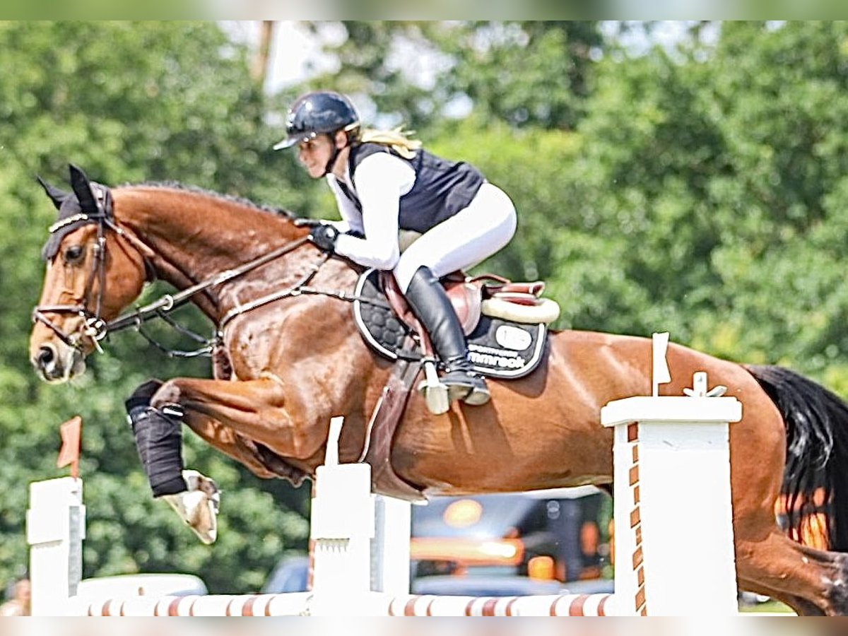 Caballo de deporte alemán Yegua 9 años 173 cm Castaño in SanneSchwarzholz