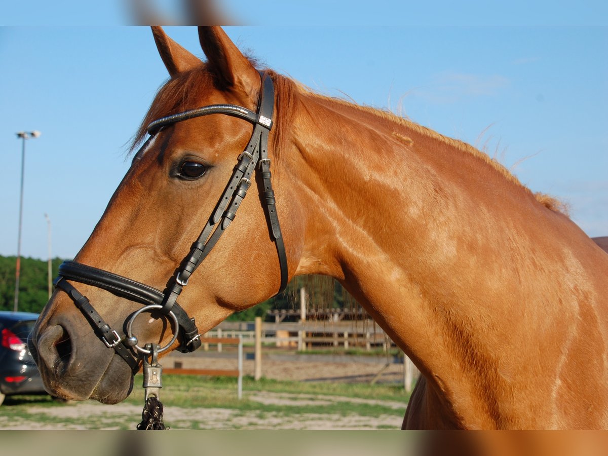 Caballo de deporte alemán Yegua 9 años 174 cm Alazán in Schulzendorf