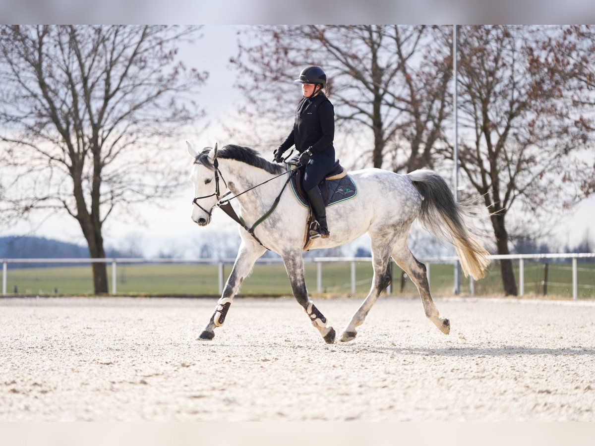 Caballo de deporte alemán Yegua 9 años 174 cm Tordo in Haldenwang