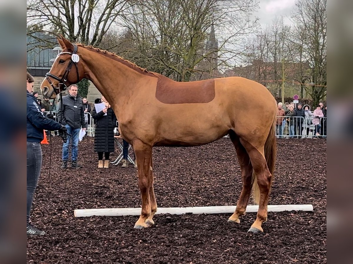 Caballo de deporte alemán Yegua 9 años 176 cm Alazán in Pfedelbach