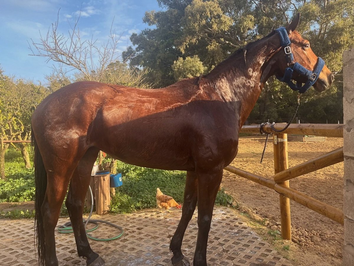 Caballo de deporte alemán Yegua 9 años Castaño in Lörrach