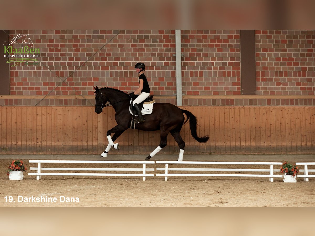 Caballo de deporte alemán Yegua 9 años Castaño oscuro in Bocholt