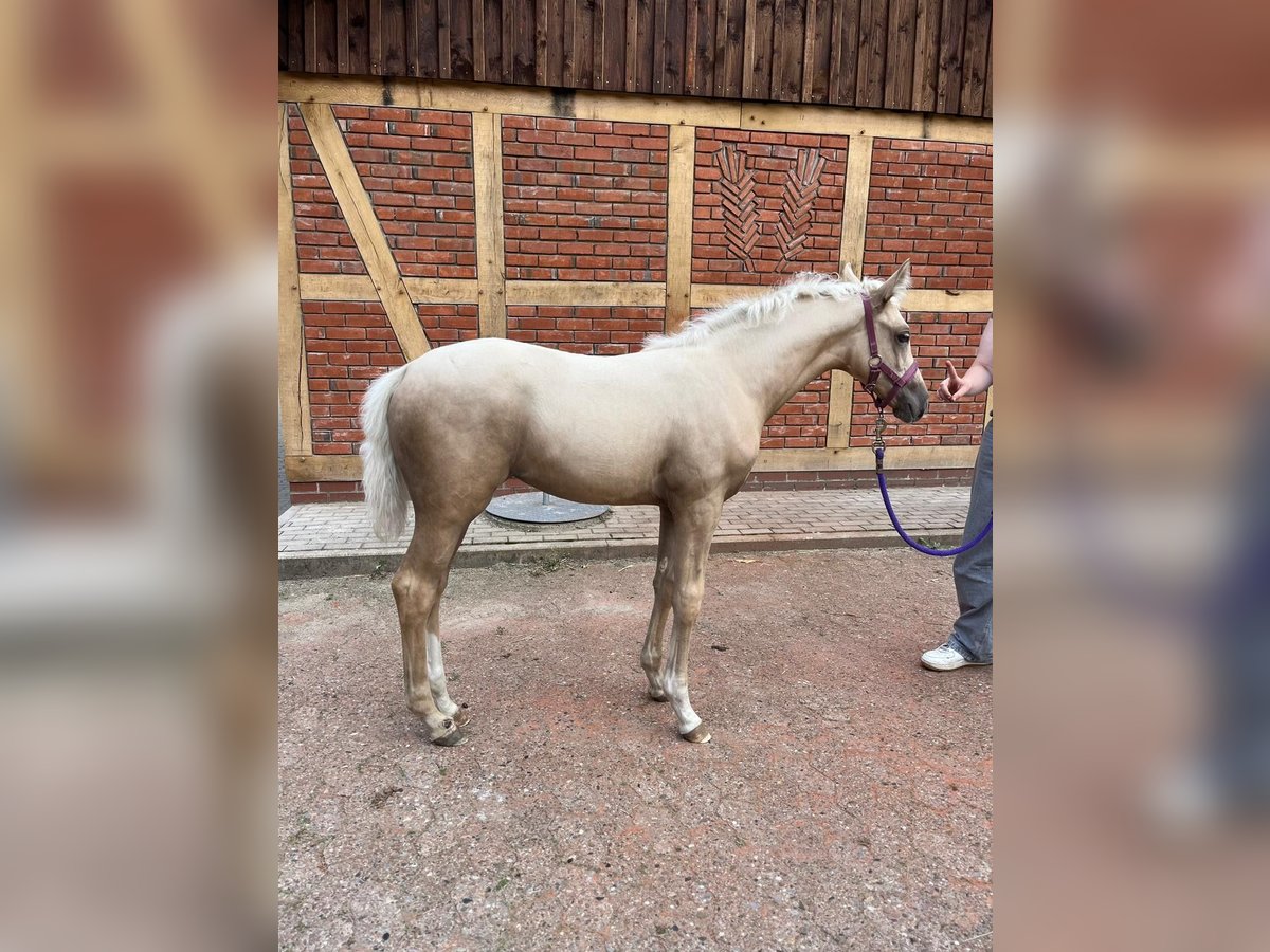 Caballo de deporte alemán Yegua Potro (06/2024) 165 cm Palomino in Bergen