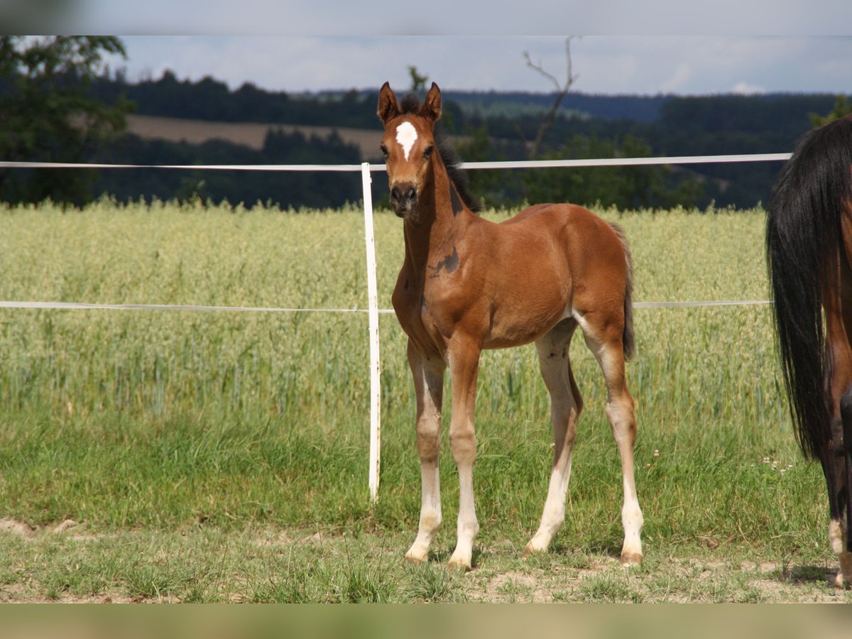 Caballo de deporte alemán Yegua Potro (06/2024) 168 cm Castaño in Zweibrücken