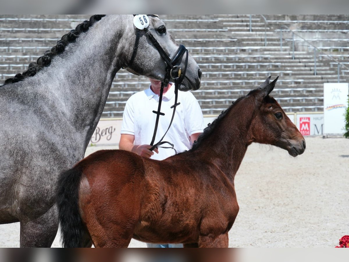 Caballo de deporte alemán Yegua  168 cm Tordo in Hayingen