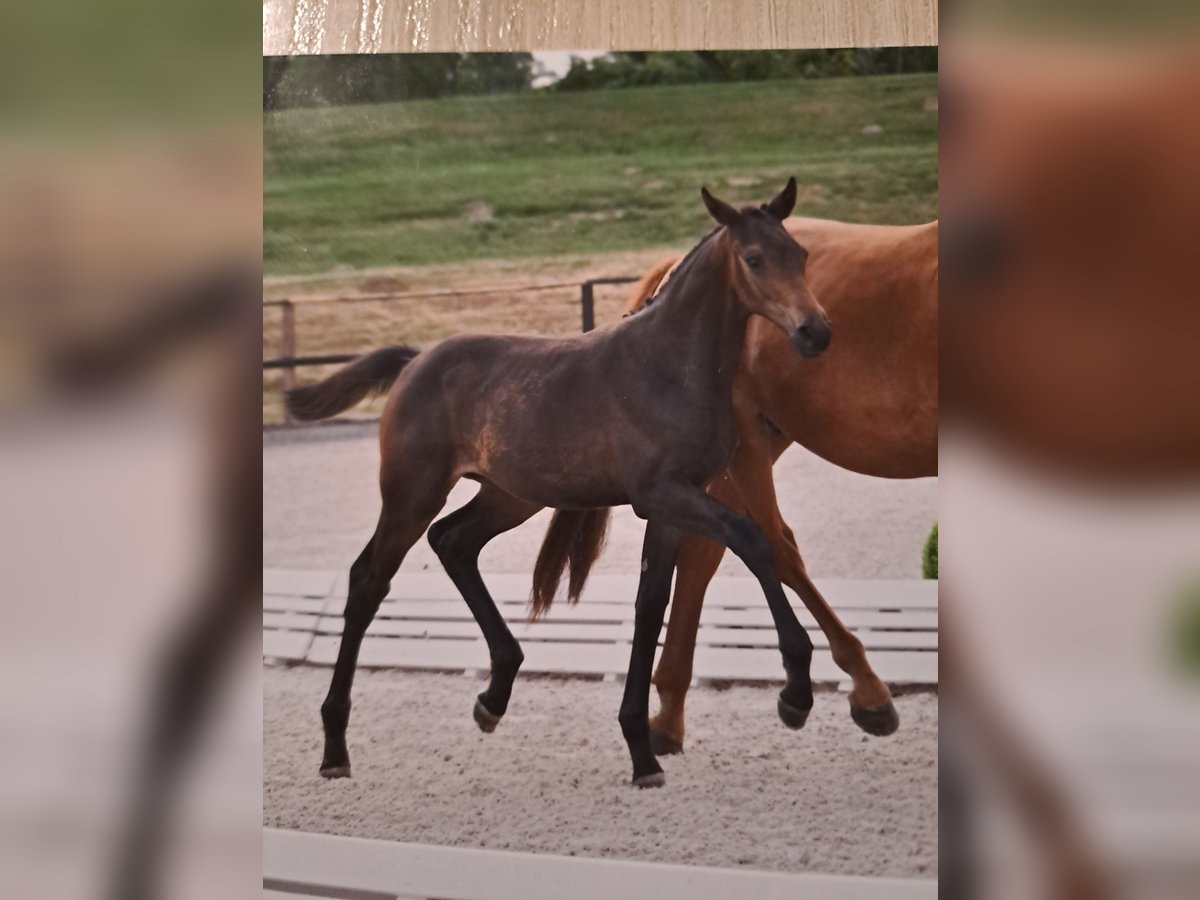 Caballo de deporte alemán Yegua Potro (03/2025) 170 cm Castaño in Bersteland Freiwalde