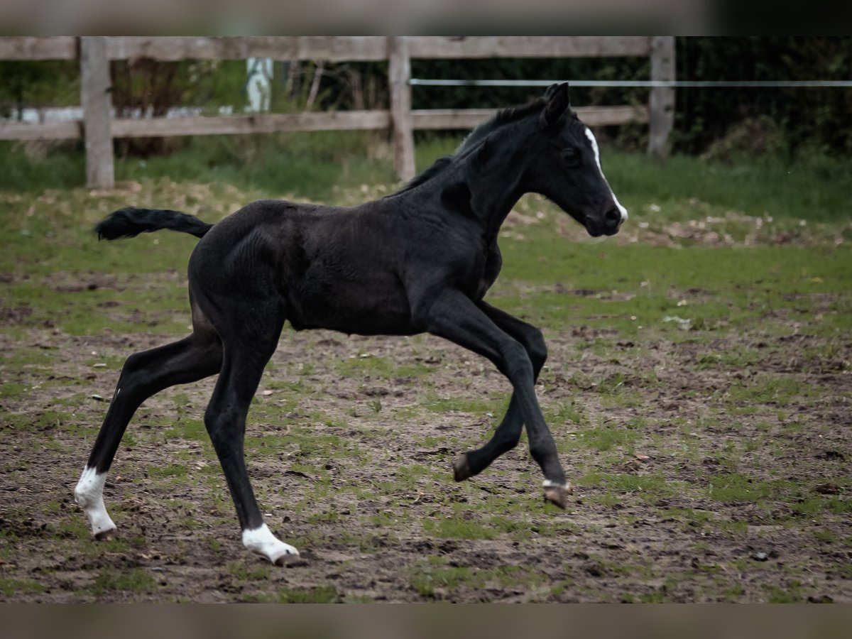 Caballo de deporte alemán Yegua  170 cm Morcillo in Hagenow