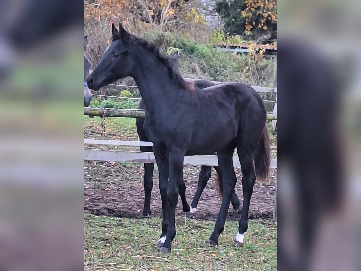 Caballo de deporte alemán Yegua Potro (05/2025) 170 cm Negro in Blowatz