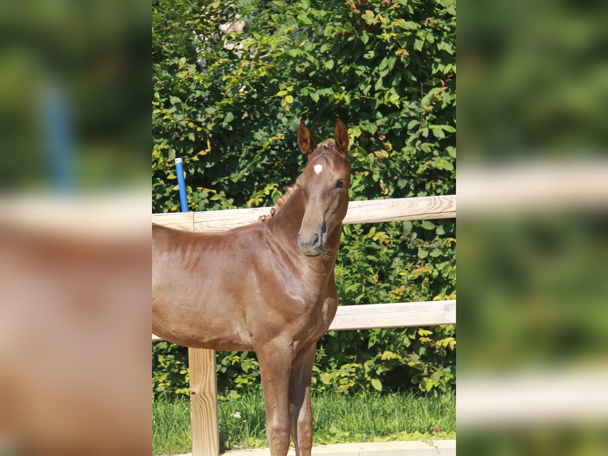 Caballo de deporte alemán Yegua Potro (04/2024) 175 cm Alazán-tostado in Goldbeck