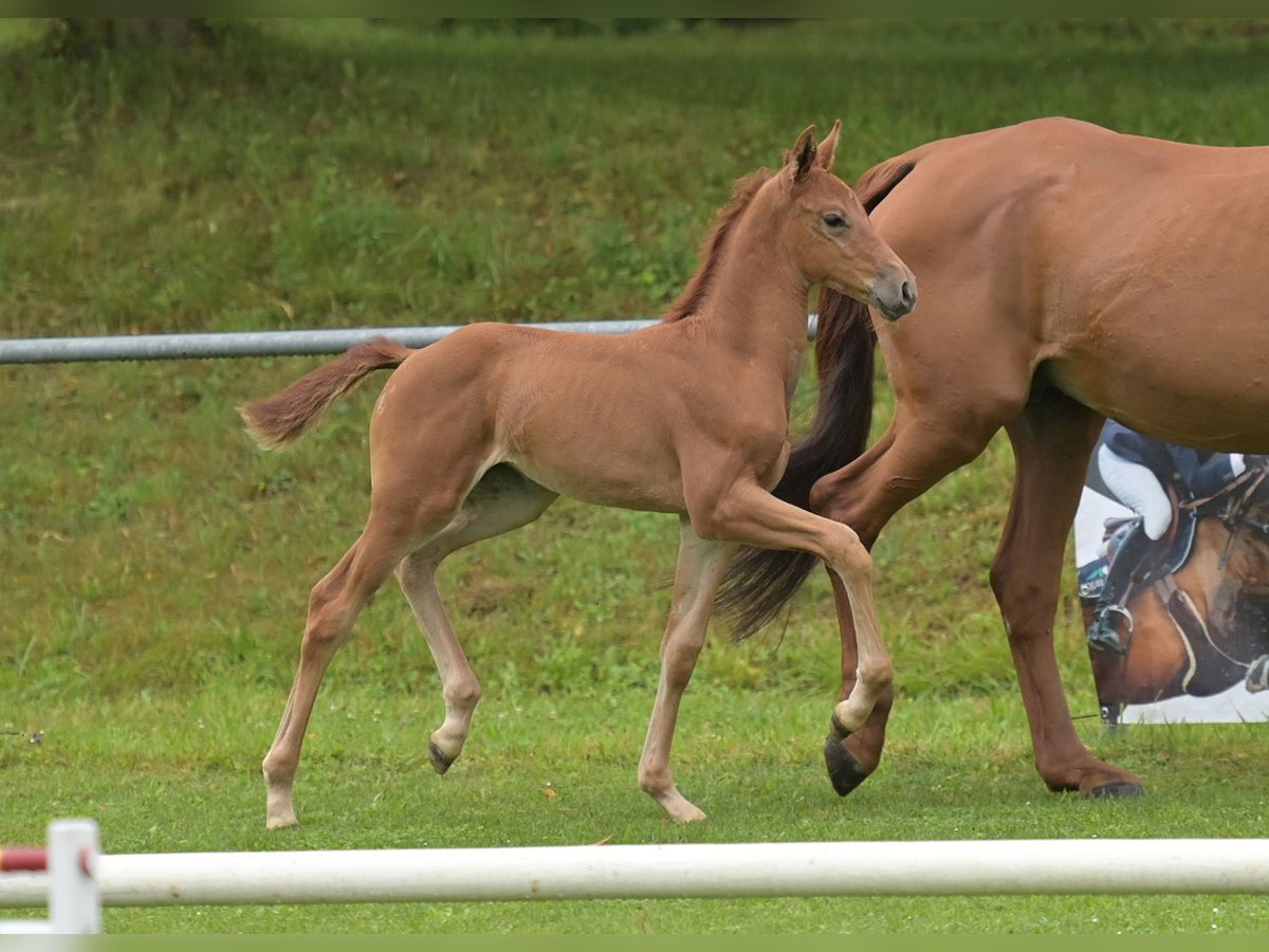 Caballo de deporte alemán Yegua Potro (06/2024) Alazán in Fronhofen