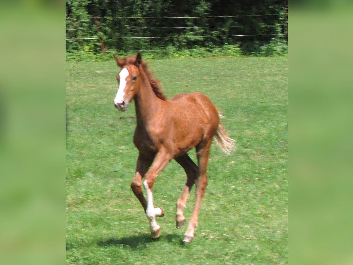 Caballo de deporte alemán Yegua  Alazán in Balingen