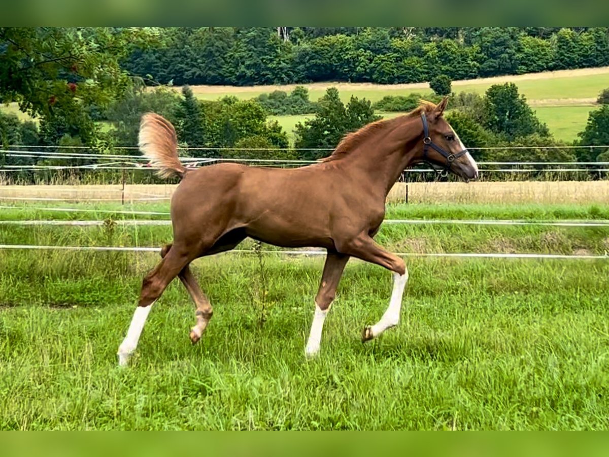 Caballo de deporte alemán Yegua Potro (04/2025) Alazán in Gro&#xDF;schirma