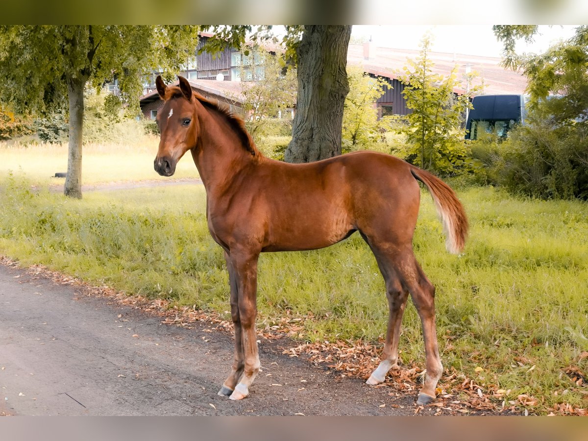 Caballo de deporte alemán Yegua Potro (05/2025) Alazán-tostado in Krumke