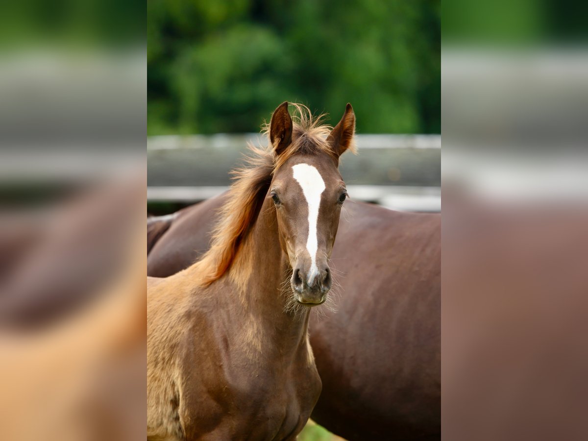 Caballo de deporte alemán Yegua Potro (03/2025) Alazán-tostado in Olszowa