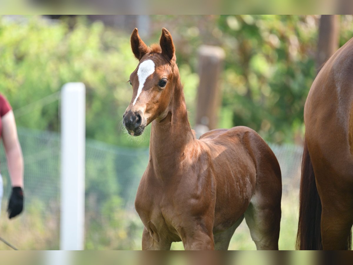 Caballo de deporte alemán Yegua  Alazán-tostado in Sch&#xF6;nwalde-Glien