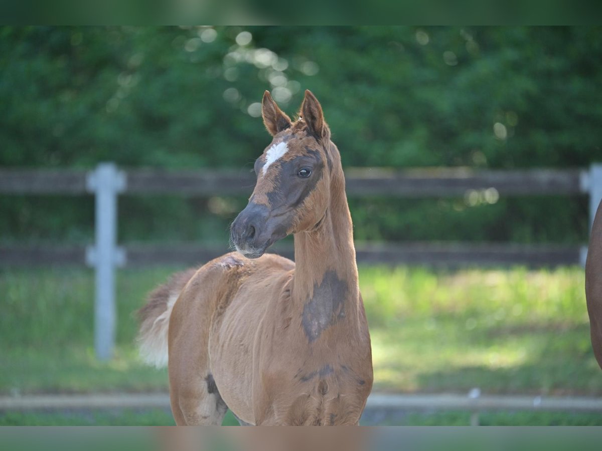 Caballo de deporte alemán Yegua  Alazán-tostado in Marienflie&#xDF;