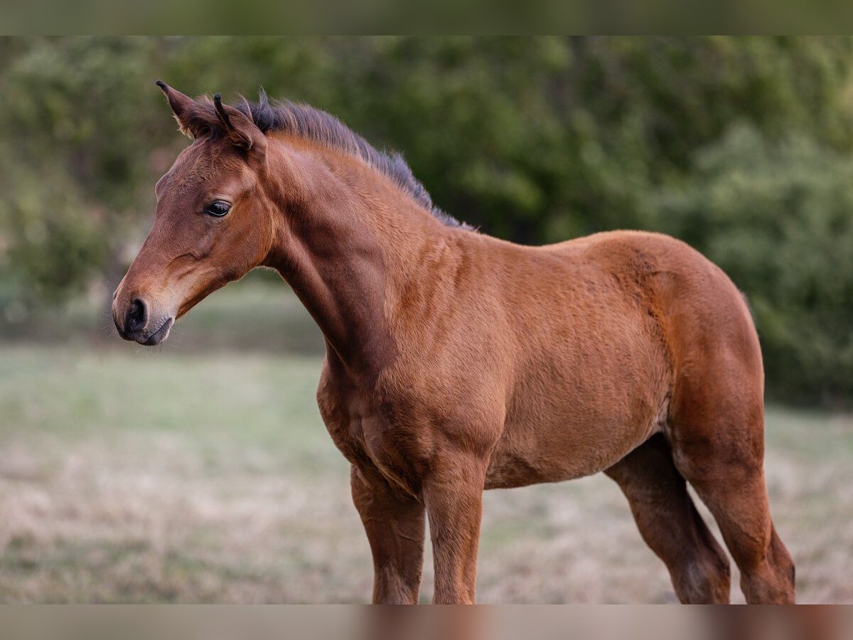 Caballo de deporte alemán Yegua Potro (05/2025) in Uhlst&#xE4;dt-Kirchhasel