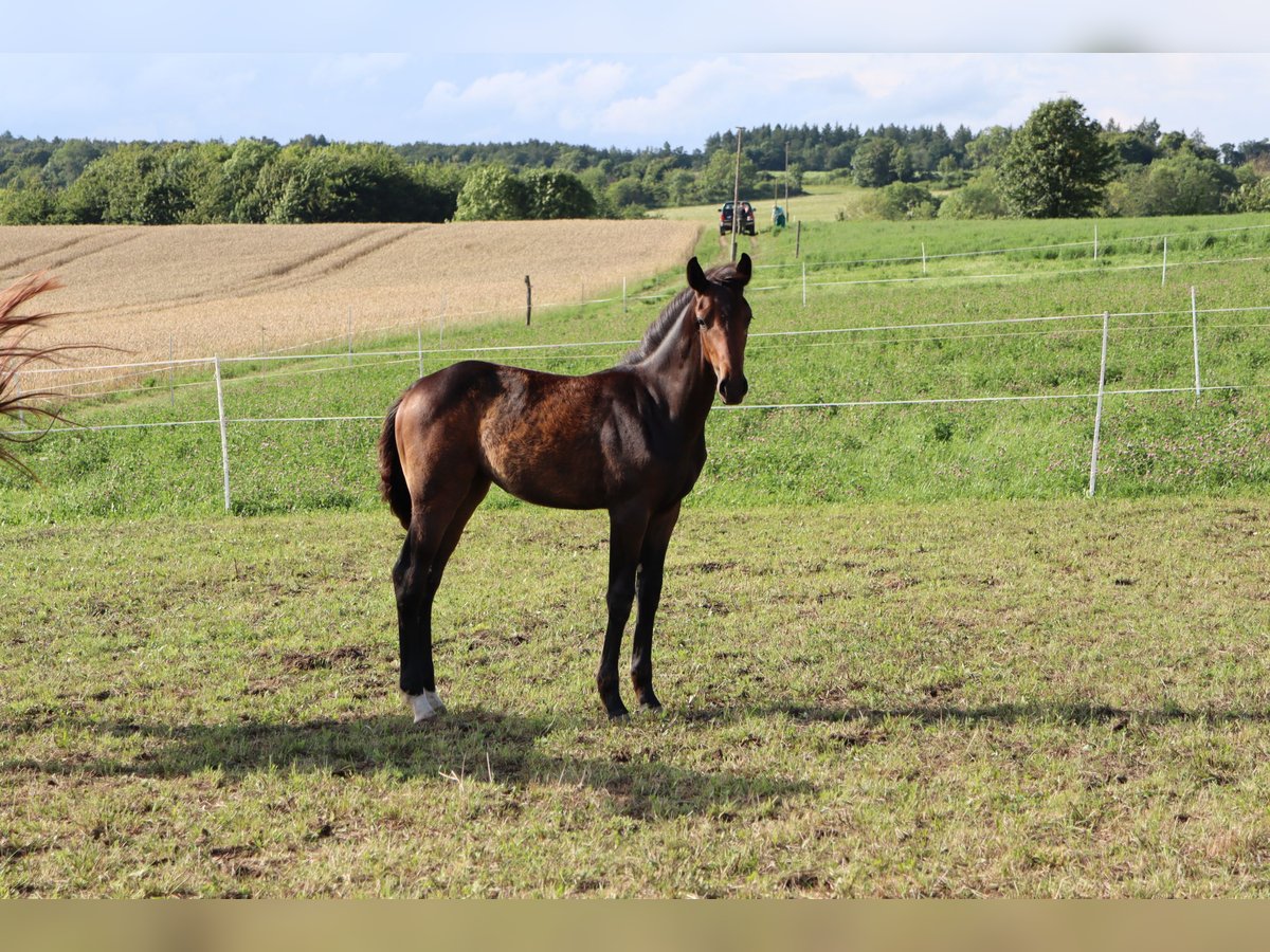 Caballo de deporte alemán Yegua Potro (03/2025) Castaño oscuro in Wendehausen