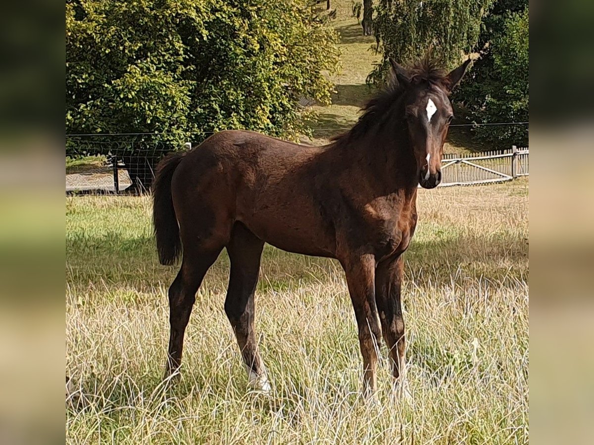 Caballo de deporte alemán Yegua Potro (06/2024) Morcillo in Geithain