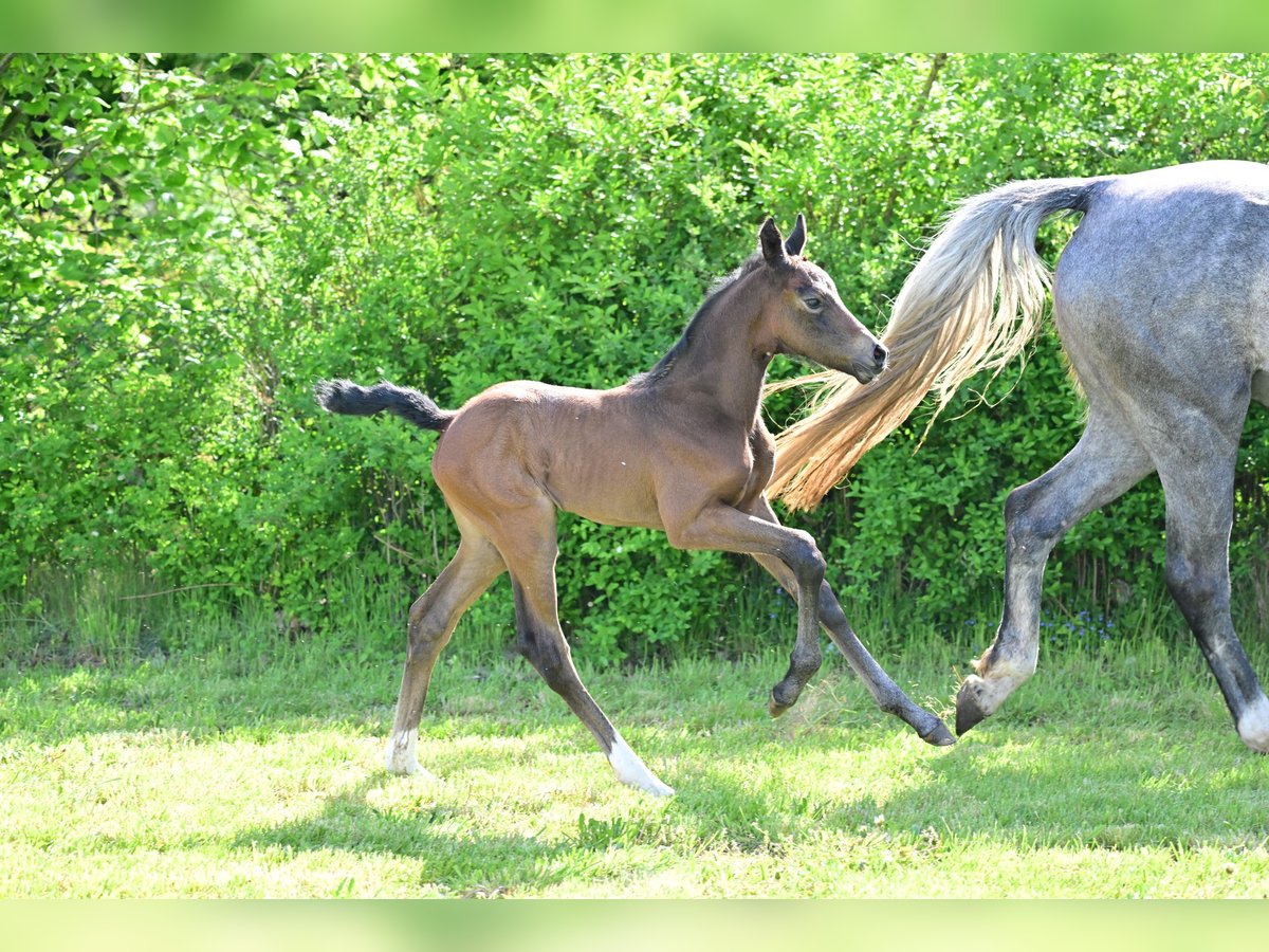 Caballo de deporte alemán Yegua Potro (04/2024) Musgo in Schönwalde-Glien