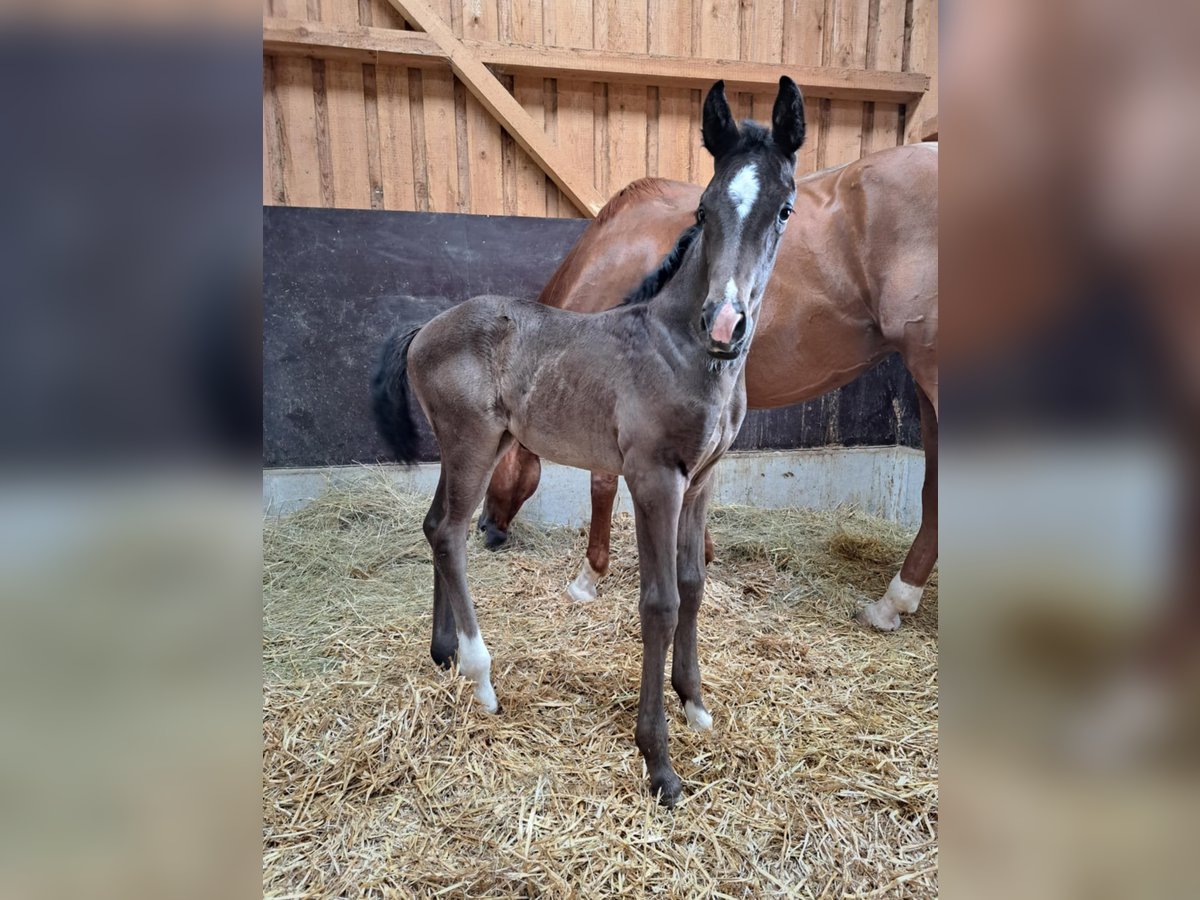Caballo de deporte alemán Yegua  Negro in Greding