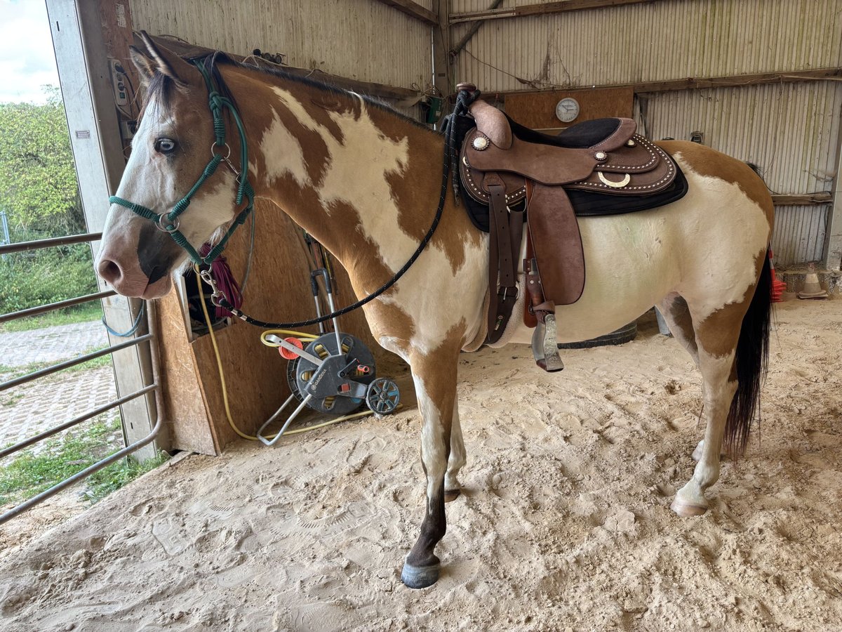 Caballo de deporte belga Caballo castrado 10 años 153 cm Pío in Bann