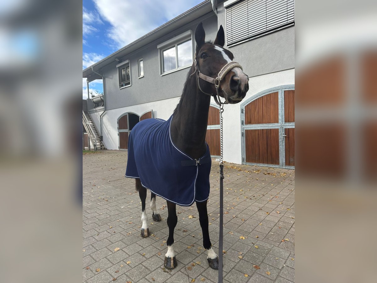 Caballo de deporte belga Caballo castrado 11 años 168 cm Castaño in Ohlsbach