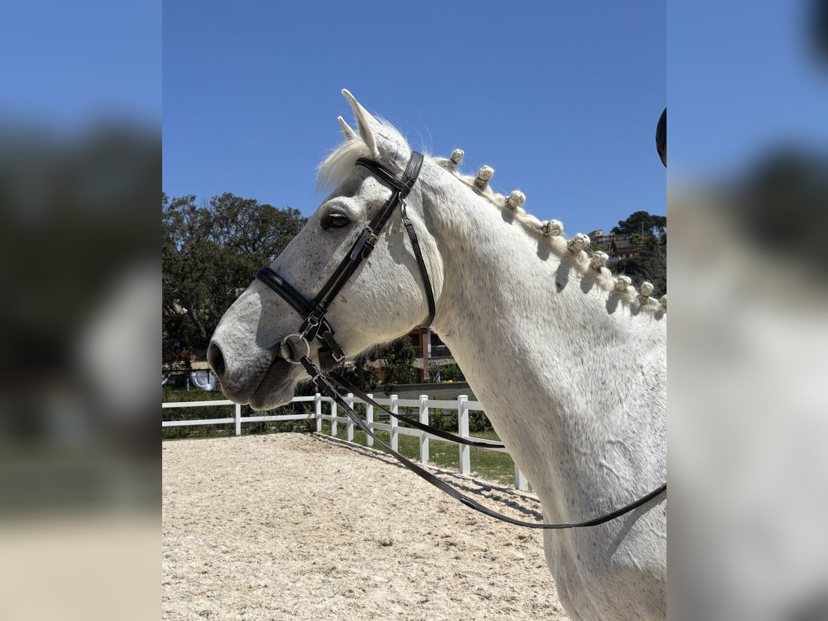 Caballo de deporte belga Caballo castrado 13 años 170 cm Tordo in Santa Susanna, El Maresme Barcelona