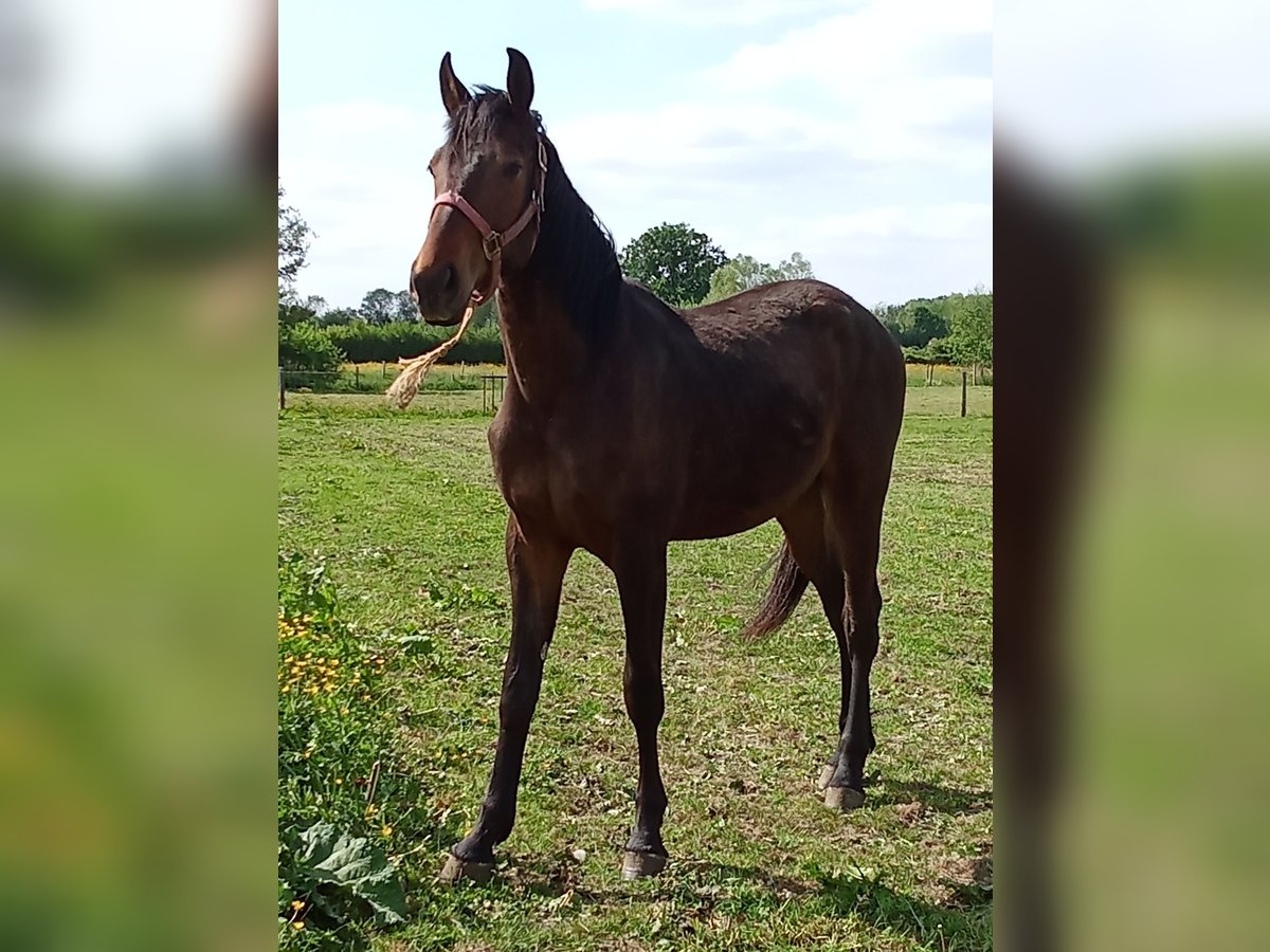 Caballo de deporte belga Caballo castrado 2 años Castaño in Leval