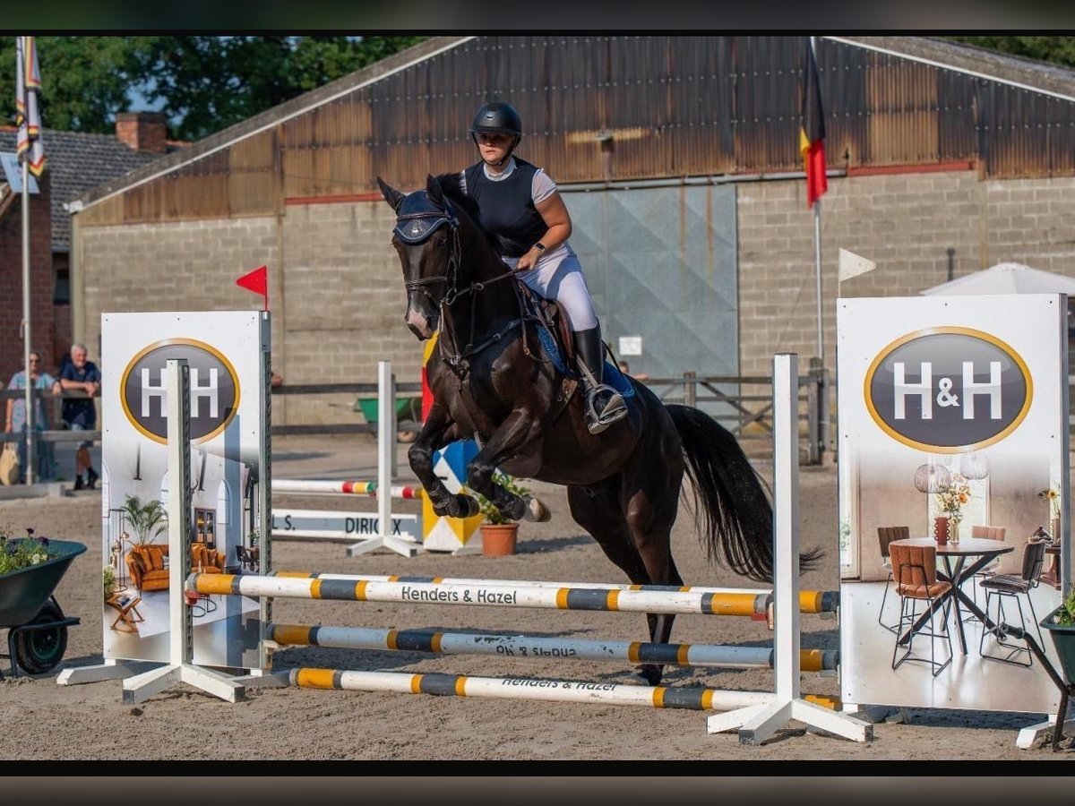 Caballo de deporte belga Caballo castrado 6 años 165 cm Negro in Hechtel eksel