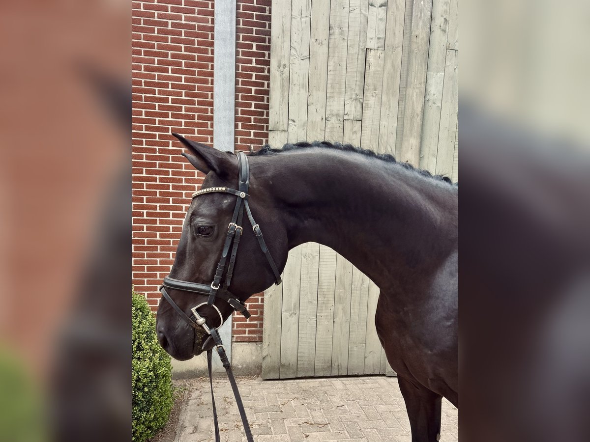 Caballo de deporte belga Caballo castrado 6 años 168 cm Castaño oscuro in Peer