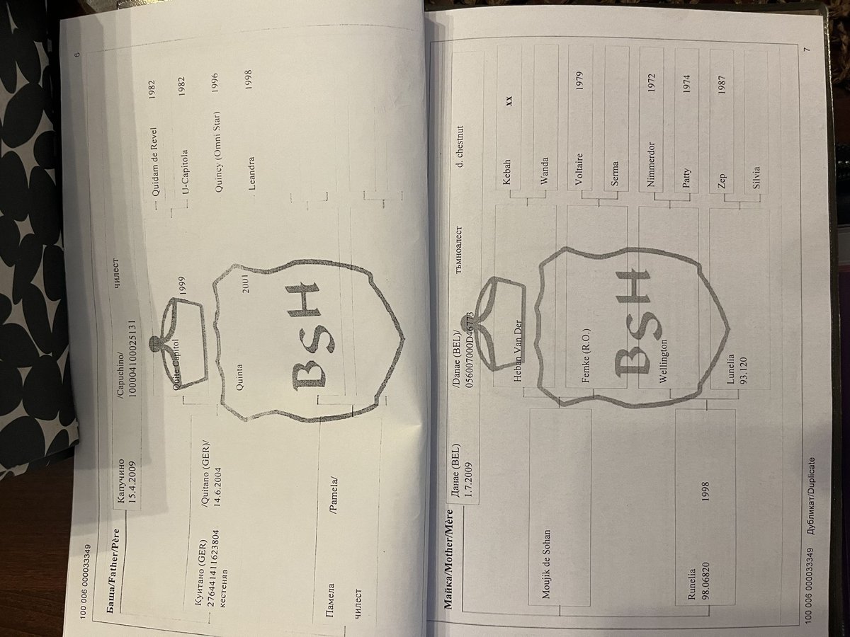 Caballo de deporte belga Caballo castrado 6 años 170 cm Castaño in Tillmitsch