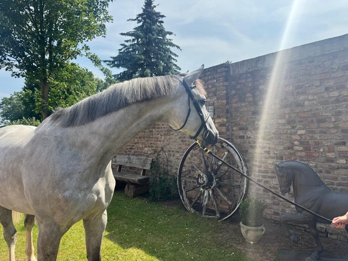 Caballo de deporte belga Caballo castrado 6 años 174 cm Tordo in Euskirchen