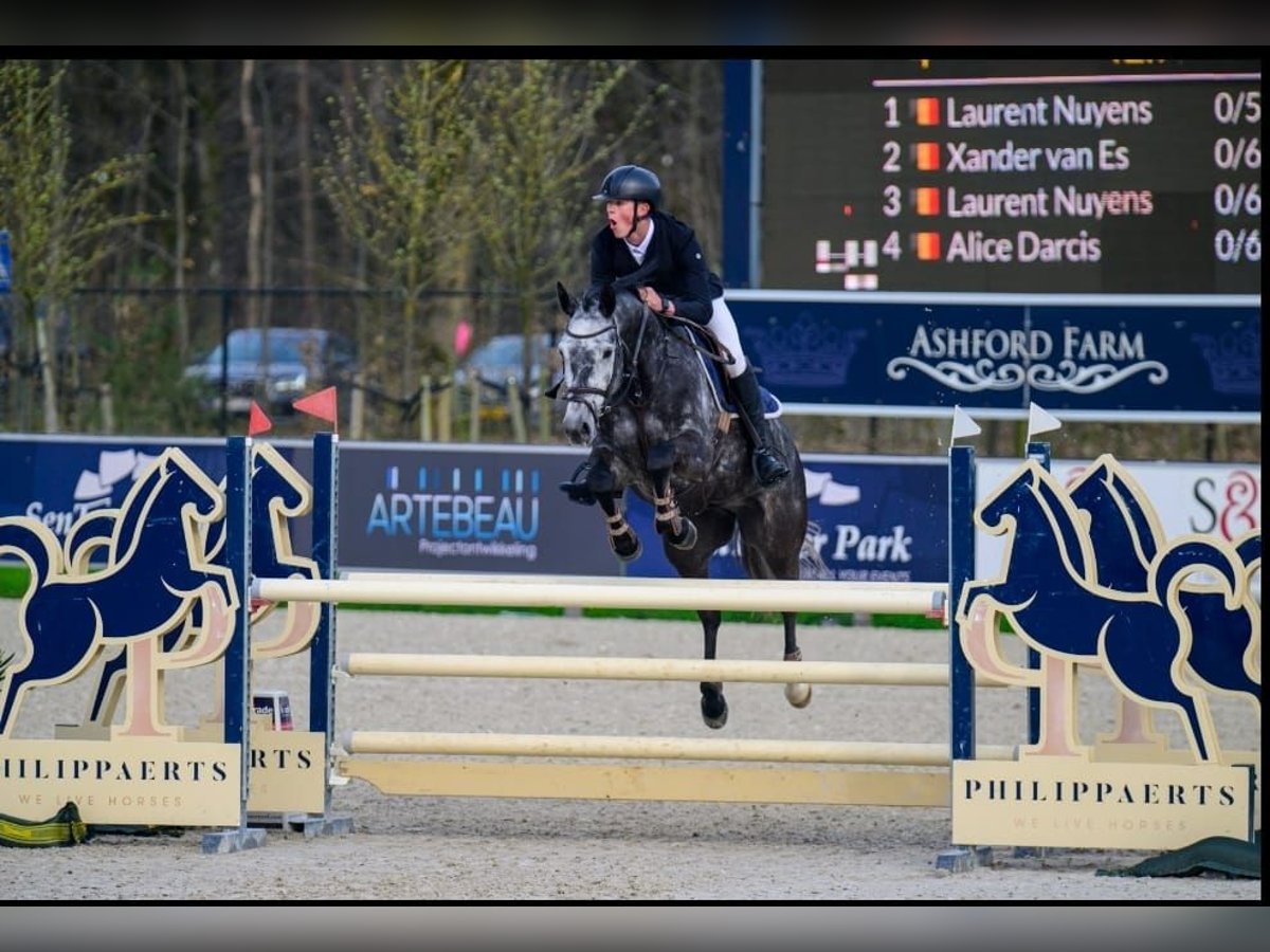 Caballo de deporte belga Caballo castrado 8 años 165 cm Tordillo negro in St-Truiden